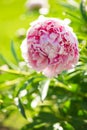 Beautifully landscaped garden. Peonies blossom Royalty Free Stock Photo