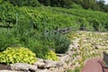 A beautifully landscaped vineyard in Prairie du Sac, Wisconsin.