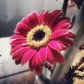 Beautifully lit magenta Gerber daisy Royalty Free Stock Photo
