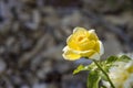 Beautifully lit yellow rose with a brown bark background Royalty Free Stock Photo