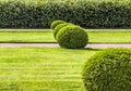 Beautifully manicured garden bushes