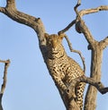 A beautifully marked female African Leopard looks directly into the Camera at Madikwe Game reserve in South Africa. Royalty Free Stock Photo