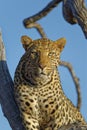 A beautifully marked Female Leopard in a tree, staring intently at the camera during a Game Drive Royalty Free Stock Photo