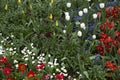 St James Park London Spring flowers Royalty Free Stock Photo