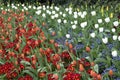 St James Park London Spring flowers Royalty Free Stock Photo