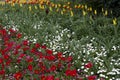 St James Park London Spring flowers Royalty Free Stock Photo