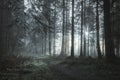 A beautifully moody forest path with sun beams coming through the trees on a misty winters day Royalty Free Stock Photo