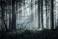 A beautifully moody forest with sun beams coming through the trees on a misty winters day Royalty Free Stock Photo
