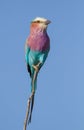 Lilac breasted Roller perched on flimsy twig in Kruger Park, South Africa