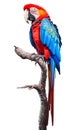 Beautifully multicolored macaw parrot sits on wooden branch