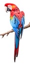 Beautifully multicolored macaw parrot sits on wooden branch