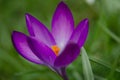 Beautifully opened purple crocus with orange pistils