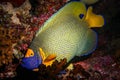 Blueface Angelfish posing at night on a dive. Royalty Free Stock Photo