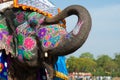 Beautifully painted elephant in India Royalty Free Stock Photo