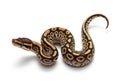 Beautifully patterned ball python coiled on a white background Royalty Free Stock Photo