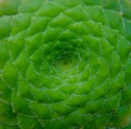 A beautifully patterned cactus