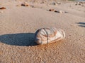 Beautifully patterned stones lying on the damp sand on the beach