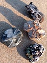 Beautifully patterned stones lying on the damp sand on the beach