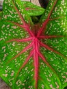 Beautifully patterned taro leaves