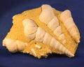 Fossil Gastropod Cluster