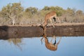 beautifully reflected Impala drinking at a water hole Royalty Free Stock Photo