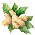 A beautifully rendered watercolor of ginger root with its textured skin