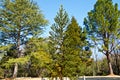 Beautifully shaped beautiful Monkey puzzle tree.