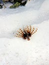 beautifully shaped but dangerous fish, on the beach of maldives