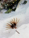 beautifully shaped but dangerous fish, on the beach of maldives