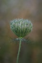 Beautifully Shaped Fruit Cluster With Forming Seeds Of Queen Anne`s Lace Or Bird`s Nest Plant Daucus Carota In Summer Wild