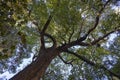 A beautifully shaped old tree in the botanical garden Jardi Botanic Valencia, Spain Royalty Free Stock Photo