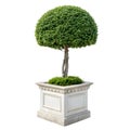 Topiary isolated on white Royalty Free Stock Photo