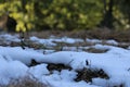 Beautifully snow convering the floor