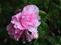 Beautifully sparkling raindrops on the petals of azalea