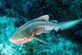 Beautifully spotted Zebra Leopard Shark on an underwater coral reef in Thailand`s Similan Islands Royalty Free Stock Photo