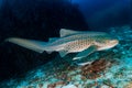 Beautifully spotted Zebra Leopard Shark on an underwater coral reef in Thailand`s Similan Islands Royalty Free Stock Photo