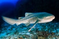 Beautifully spotted Zebra Leopard Shark on an underwater coral reef in Thailand`s Similan Islands Royalty Free Stock Photo