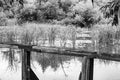 Beautifully standing old wooden bridge over river in light background