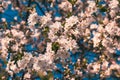 Beautifully styled pear blossom branches colored in analog scheme on blue sky background