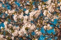 Beautifully styled pear blossom branches colored in analog scheme on blue sky background