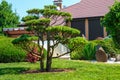 Beautiful backyard garden with nicely trimmed bonsai, bushes and trees. Royalty Free Stock Photo