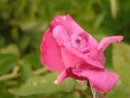 Beautifully Unique Pink Rose in the Rain