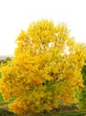 Ash tree in autumn colour.