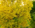 Ash tree in autumn colour.