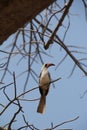 Beautifully view of birds at ruaha national park Royalty Free Stock Photo