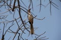 Beautifully view of birds at ruaha national park Royalty Free Stock Photo