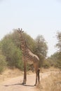 Beautifully view of giraffe at ruaha national park Royalty Free Stock Photo