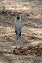 Beautifully view of monkey at ruaha national park Royalty Free Stock Photo