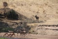 Beautifully view of tandalaantelope at ruaha national park Royalty Free Stock Photo