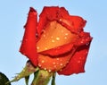 Beautifuln rose Royalty Free Stock Photo